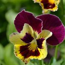 ���� ��������, ������, 48 ��� - ��������� 15 ��� 2015 � ������ ���� ���������..))�