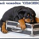 ���� �������, �������������-����������, 62 ���� - ��������� 8 �������� 2015 � ������ �������� ��������