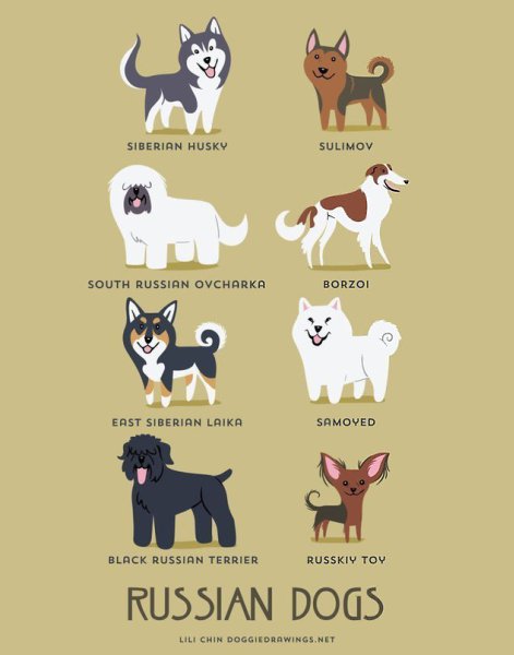 Dog breeds - 6