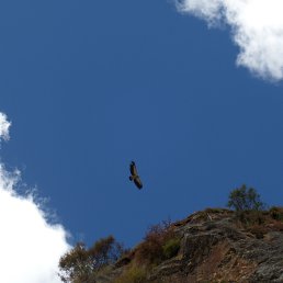 �����, �����������-��-�����, 63 ����