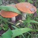 ���� �������, ����� - ��������� 13 ���� 2015 � ������ ���� ��������