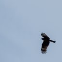  , , 46  -  10  2015        10.07.2015