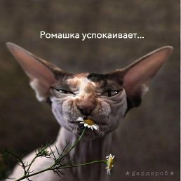 ���� �����, ����������, 47 ��� - ��������� 3 �������� 2015