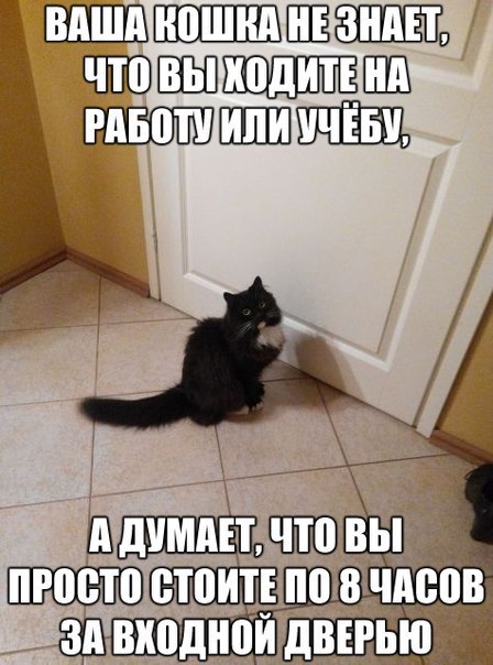 Кот не пришел что делать. Кот и хозяин. Кот думает что стоит за дверью. Кошки думают что люди стоят за дверью.