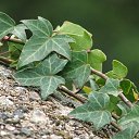 ���� Irina, ����������� - ��������� 8 ���� 2015 � ������ ������