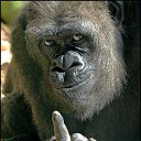 ���� ����, �����-���������, 35 ��� - ��������� 12 �������� 2015