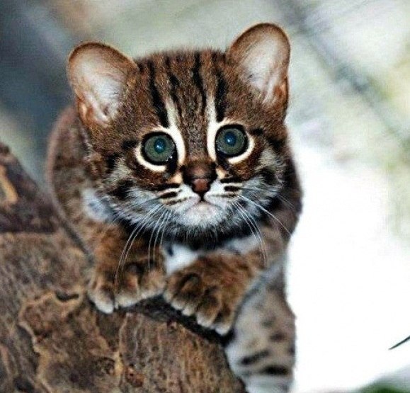 Ржавая кошка