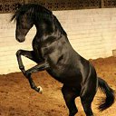 ���� Allex, ������, 45 ��� - ��������� 20 �������� 2015