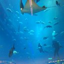 Dubai Mall �� ������� ���� ����������
