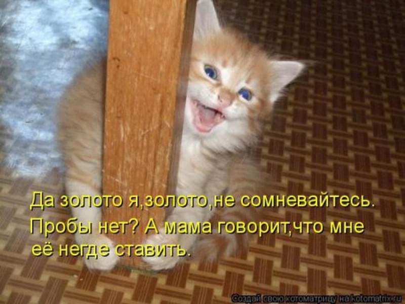— Наши супермаркеты — это жуткое кидалово. Постоянно надо смотреть, чтобы этикетку на товаре не ...