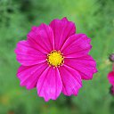 ���� Ksnzo, �����, 52 ���� - ��������� 11 ���� 2015 � ������ ������� ������