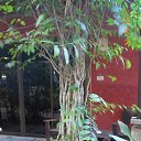    -  ,  -  23  2015    2014.  Lawana.  11-. (2 )