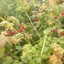 ���� 555gnom, �����-���������, 42 ���� - ��������� 8 �������� 2015 � ������ ���� ����������