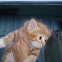 ���� �����, �����-���������, 77 ��� - ��������� 29 ���� 2015 � ������ ���� ����������