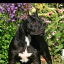 ���� ������, ��������, 53 ���� - ��������� 4 ��� 2015 � ������ ������ ��������