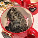 ���� Mitsuko, ������� - ��������� 1 ��� 2015 � ������ ���� ����������