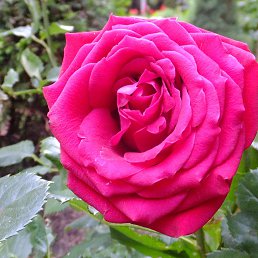 �������, ����