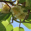 K I W I 04.06.2015 �� ������� ���� ����������