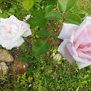 ���� ������, ������ - ��������� 23 ������� 2015 � ������ ���� ����������