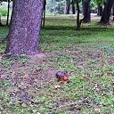  *White Frost*, - -  16  2015    