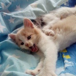 Vit@lin@, �������, 46 ���