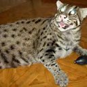 ���� ��������, �����, 46 ��� - ��������� 30 ������ 2015 � ������ ���� ����������