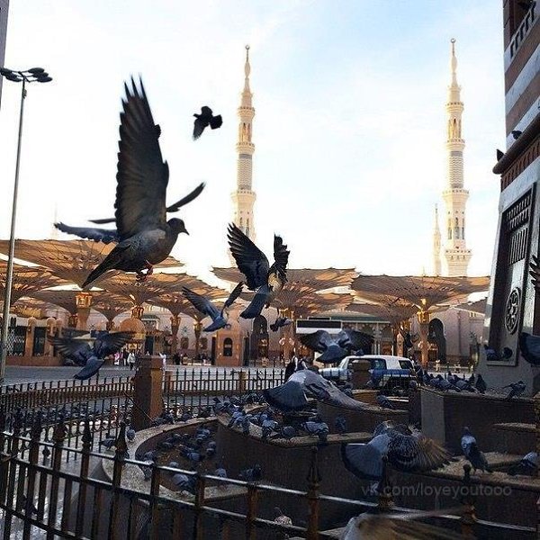 ������� - ������� ������. �. �. �����������