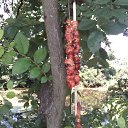 ���� ������, ���� - ��������� 2 ��� 2015 � ������ ������ ��������