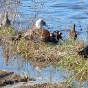 ���� ������, ������, 48 ��� - ��������� 11 ���� 2015 � ������ ���� ����������