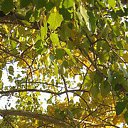  Nastassia, , 30  -  19  2015    