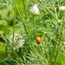 ���� ����, �����-���������, 57 ��� - ��������� 26 ������� 2015 � ������ ��������