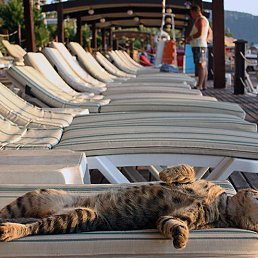 ���� �������, �����, 39 ��� - ��������� 14 ���� 2015