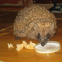 ���� ������, �����������, 61 ��� - ��������� 15 ���� 2015 � ������ ����� ������ ����� ������������ ������