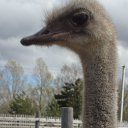  , -, 63  -  26  2015   , ,