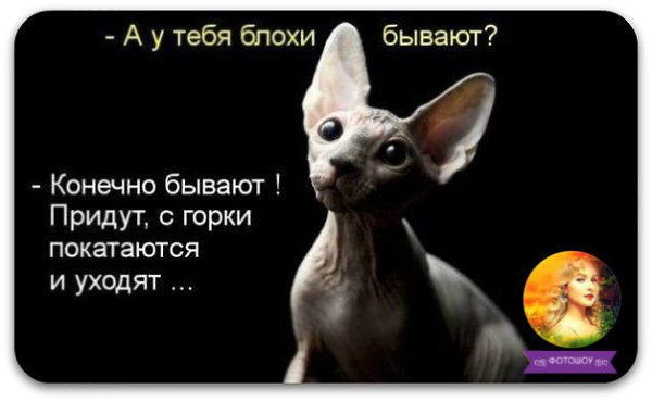На днях включила дурочку и забыла выключить. День хожу, два... Гляжу, а жизнь-то налаживается!