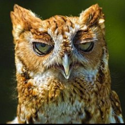 Ugar88, ������, 38 ���