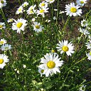 ���� �����, �������, 69 ��� - ��������� 11 ������� 2015 � ������ ���� ����������