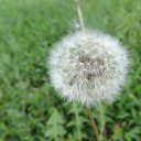 ���� Inga, ���������, 66 ��� - ��������� 20 ���� 2015 � ������ ���� ����������