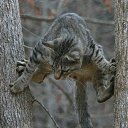 �������� ����, �� ��� �������������...