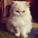 ���� Raya, ������, 42 ���� - ��������� 12 ���� 2015