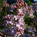 ���� ���� ������, ����� �������, 56 ��� - ��������� 23 ��� 2015 � ������ ������� 2015�