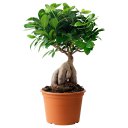   (Ficus Microcarpa)    :  