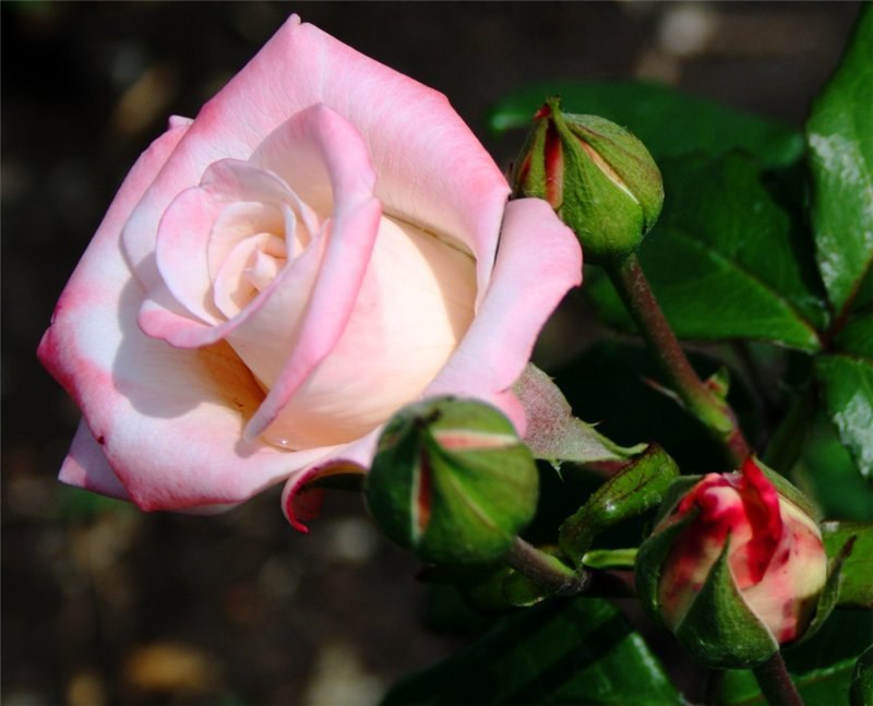 ���� - 16 ���� 2015 � 19:16