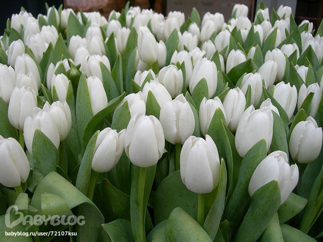 ����� ������! ����� - ���! ��� ���� ����� - �������� �������! ��������, ���� - �� ������, ����... � ...