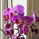 ���� ����, ��� - ��������� 27 ���� 2015 � ������ ���� ����������