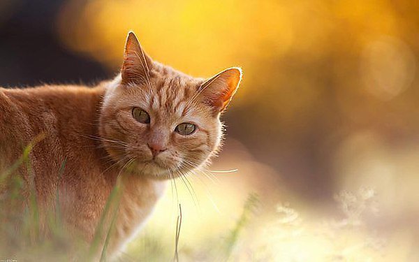 КОТ – ЗЕНИТЧИК (Солдатские рассказы). …Дело происходило в Белоруссии. Лето 1944 года. Через ...