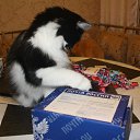  , -, 54  -  12  2015   