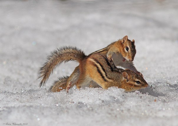     (Tamias striatus) - 2