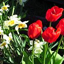 ���� C�������, ������ - ��������� 17 ��� 2015 � ������ ��������