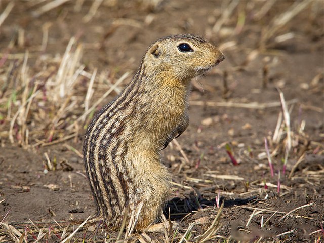   Ictidomys tridecemlineatus